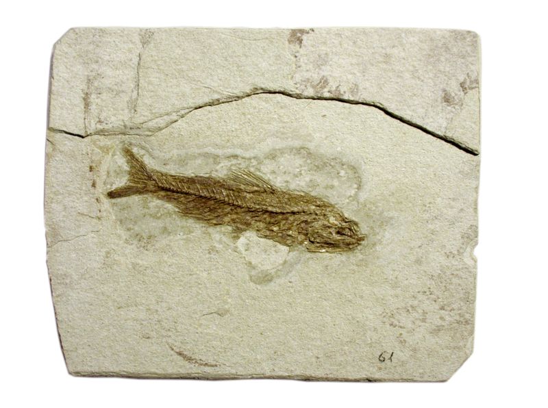 Pesce fossile nella caratteristica matrice rocciosa